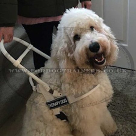 Large White Dog Harness for Guide Dogs with Long Handle, High Vis