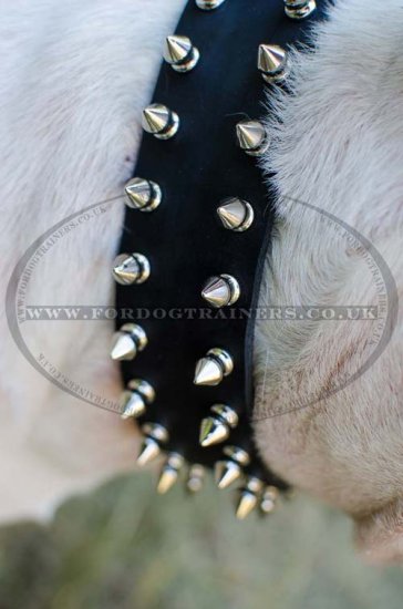 English Bull Terrier Collar Spiked Design Best Quality and Price