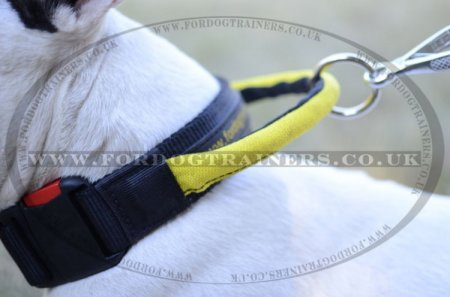 Nylon Dog Collar with Handle for Bull Terrier Control