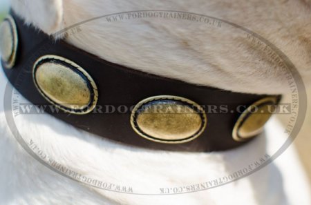 Dog Leather Collar for Bulldog | American Bulldog Collars UK