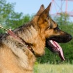 Elegant Leather Dog Collar for German Shepherd UK Bestseller
