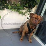 Dogue de Bordeaux Harness Bestseller | Harness for Dog Debordo_3