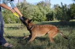 French Linen Dog Bite Tug with 2 Handles_3