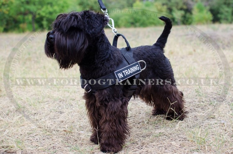 Giant and Miniature Schnauzer Dog Harness No Pull UK Best Seller 42.99