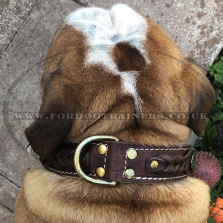 English Bulldog Collar Nappa Padded | Royal Dog Collar Design