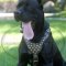 Fascinating Dog Harness Design for Cane Corso Mastiff