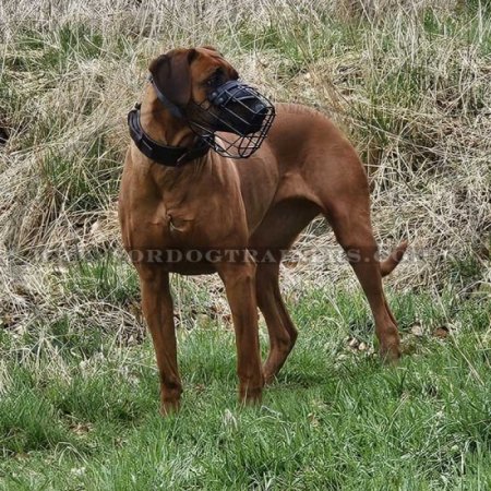 Wire Dog Muzzle for Labrador Rubberized | Winter Training Muzzle