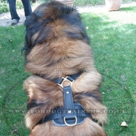 Large Leather Dog Harness UK Bestseller K9 Padded