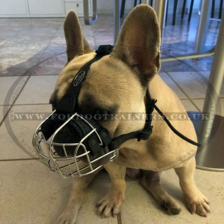 The Best French Bulldog Muzzle UK for Flat Nosed Dogs