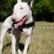 Bull Terrier Harness for Pulling, Walking and Tracking