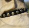 Studded Dog Collar for Labrador | Designer Dog Collar for Labs