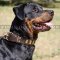 Rottweiler Stylish Dog Collars with Luxury Plated Design