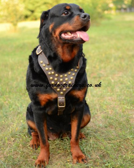 Rottweiler Harness UK Studded Leather for Dog Walking