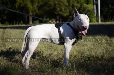 Bull Terrier Leather Dog Harness | Leather Dog Harness for Dogs