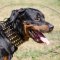 Extra Wide Dog Collars for Rottweiler with Brass Spiked Design