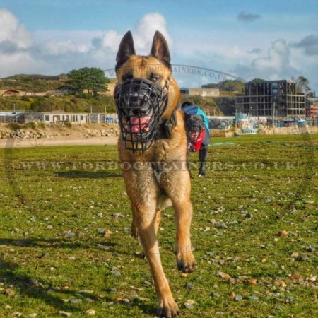 Malinois Dog Muzzle Basket Covered with Black Ruber