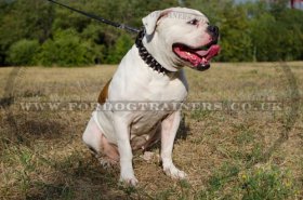 "Thorn Kick" Leather Studded Dog Collar For American Bully