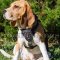 Beagle Harnesses Studded | Small Dog Harnesses for Beagle