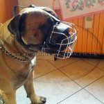 The Best Dog Muzzle for Bullmastiff Muzzle Size_1