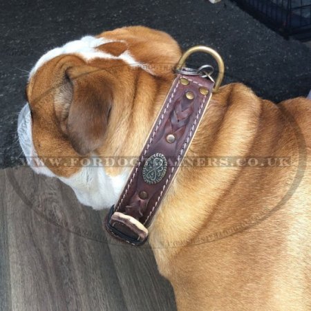 English Bulldog Collar Nappa Padded | Royal Dog Collar Design