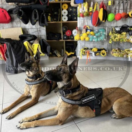 Malinois Harness with Reflective Trim | Nylon Dog Harness