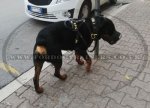 Strong Basket Rottweiler Leather Muzzle Soft and Light_2