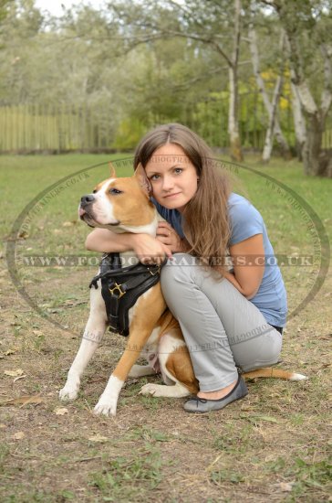 Padded Leather Dog Harness for Comfort and Style of Your Staffy!