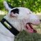 Bullterrier Collar with ID Plate | Best Collar for Bullterrier