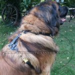 Large Leather Dog Harness UK Bestseller K9 Padded_2