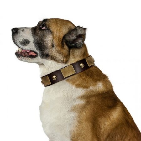 "Heavy Metal" Dark Brown Leather Dog Collar With Glossy Studs FDT Artisan
