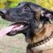 Luxury Leather Dog Collars for Malinois Style and Comfort