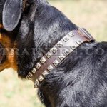 Rottweiler Luxury Leather Dog Collars Handmade by Professionals