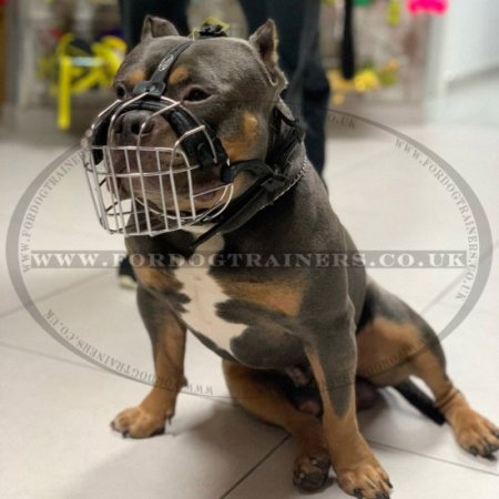 Best French Bulldog Muzzle UK French Bulldog Basket Muzzle 44.99