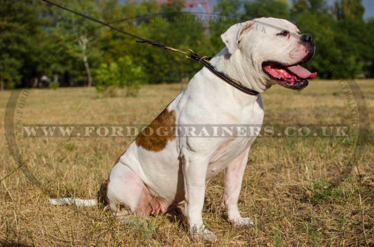 Leather Choke Dog Collar For American Bulldog