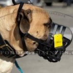 Padded Leather Dog Muzzle for Bullmastiff Muzzle Size