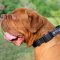 Dogue De Bordeaux Collar Best for K9 Dogs Training