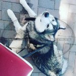 K9 Dog Harness No Pull Front Clip to Stop Dog Pulling on Lead_2