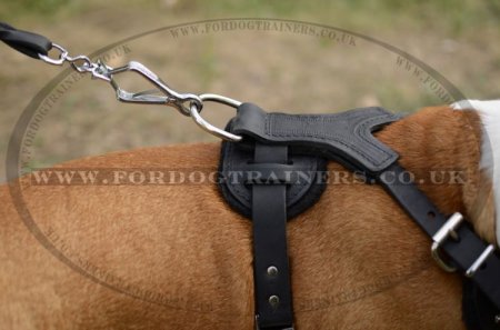 Staffordshire Bull Terrier Harness Spiked Style | Staffy Harnes