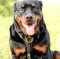 Rottweiler Harness UK Top Quality | Dog Harness for Rottweiler
