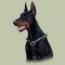 Luxury Dog Harness for Doberman Walking and Training