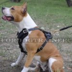 Padded Leather Dog Harness for Comfort and Style of Your Staffy!