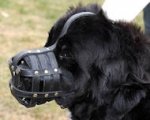 Everyday Light Muzzle for Dog UK for Newfoundland