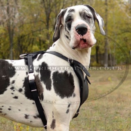 Comfort And Soft Padded Dog Harness For Great Dane