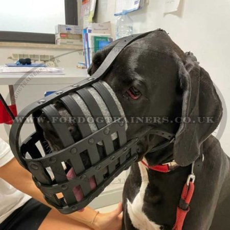 Great Dane Dog Muzzle with Super Ventilated Lightweight Design