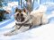 Akita Husky Harness UK | Harness for Husky Dogs