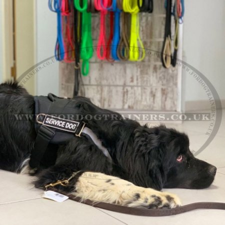 The Best Reflective Dog Harness with High Vis Strap and Patches