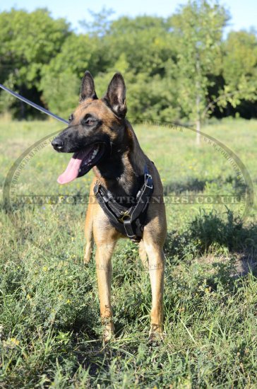 Padded Dog Harness for Malinois | Bestseller Leather Dog Harness