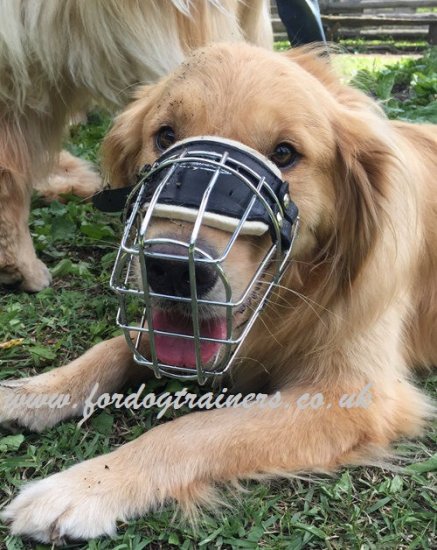 Breathable Dog Muzzle for Golden Retriever That Allows Drinking