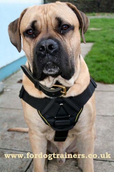 Strong Boerboel Harness with Padded Chest Plate, Nylon