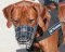 Best Design Wire Dog Muzzle for Rhodesian Ridgeback Dog